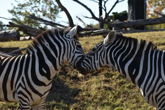 카지노 슬롯츠 카페 지원